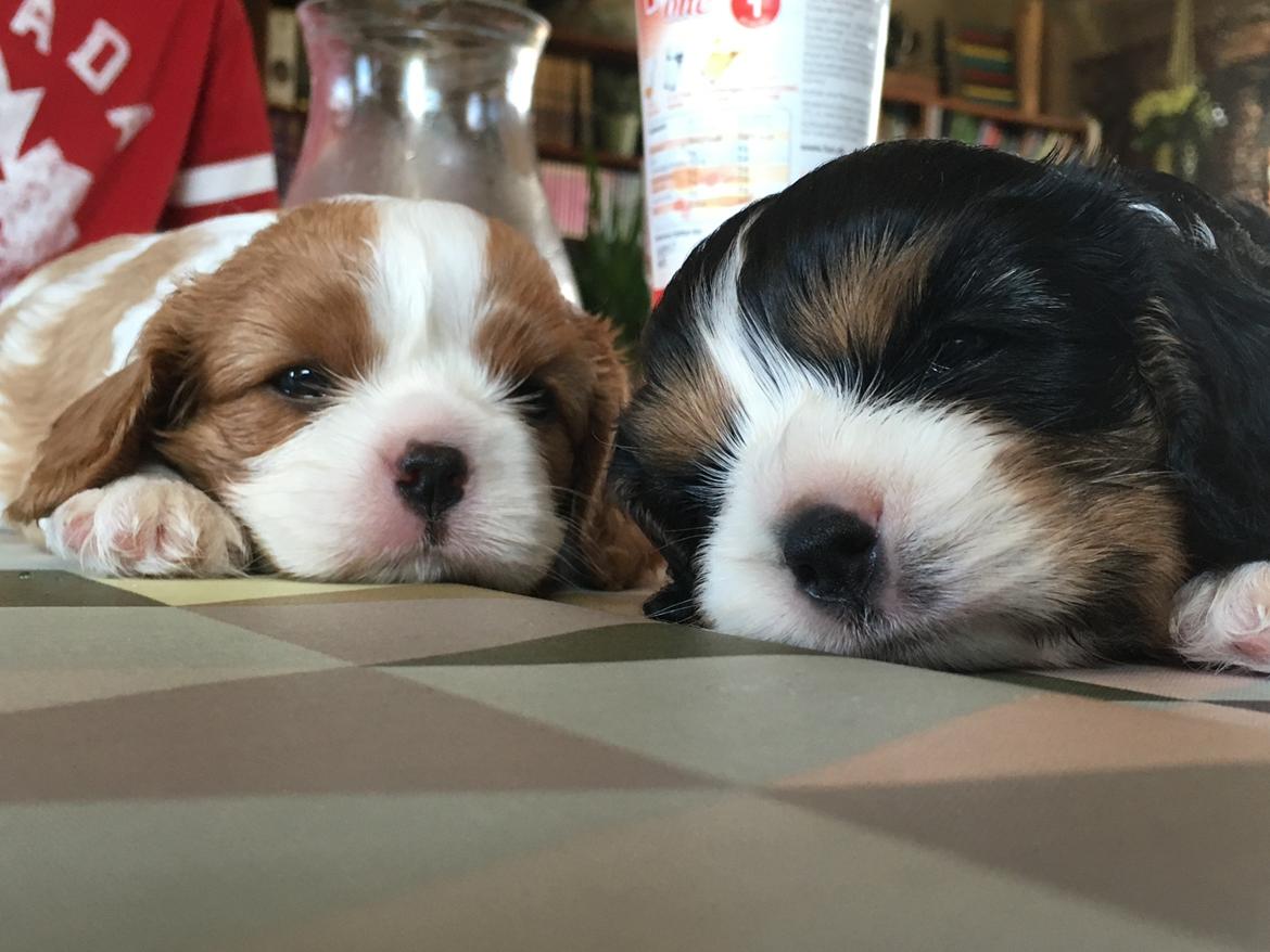 Cavalier king charles spaniel Clara billede 7