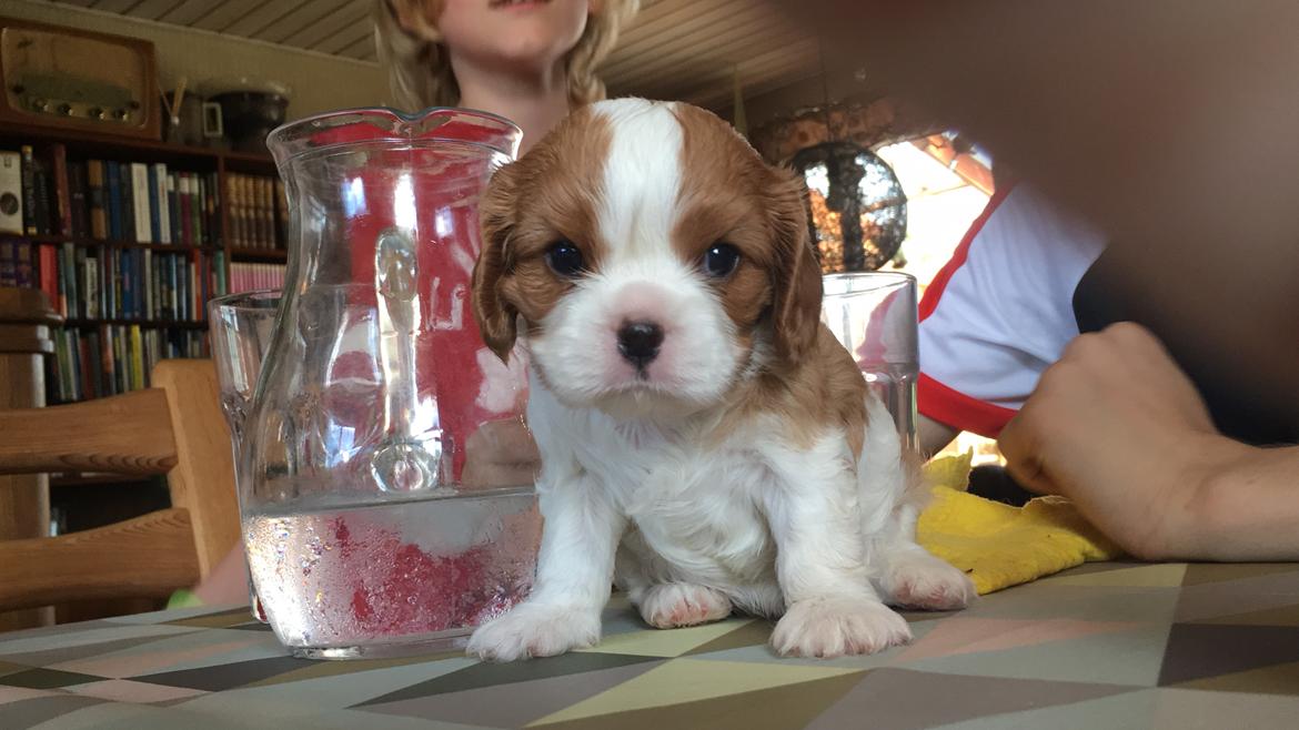 Cavalier king charles spaniel Clara billede 9