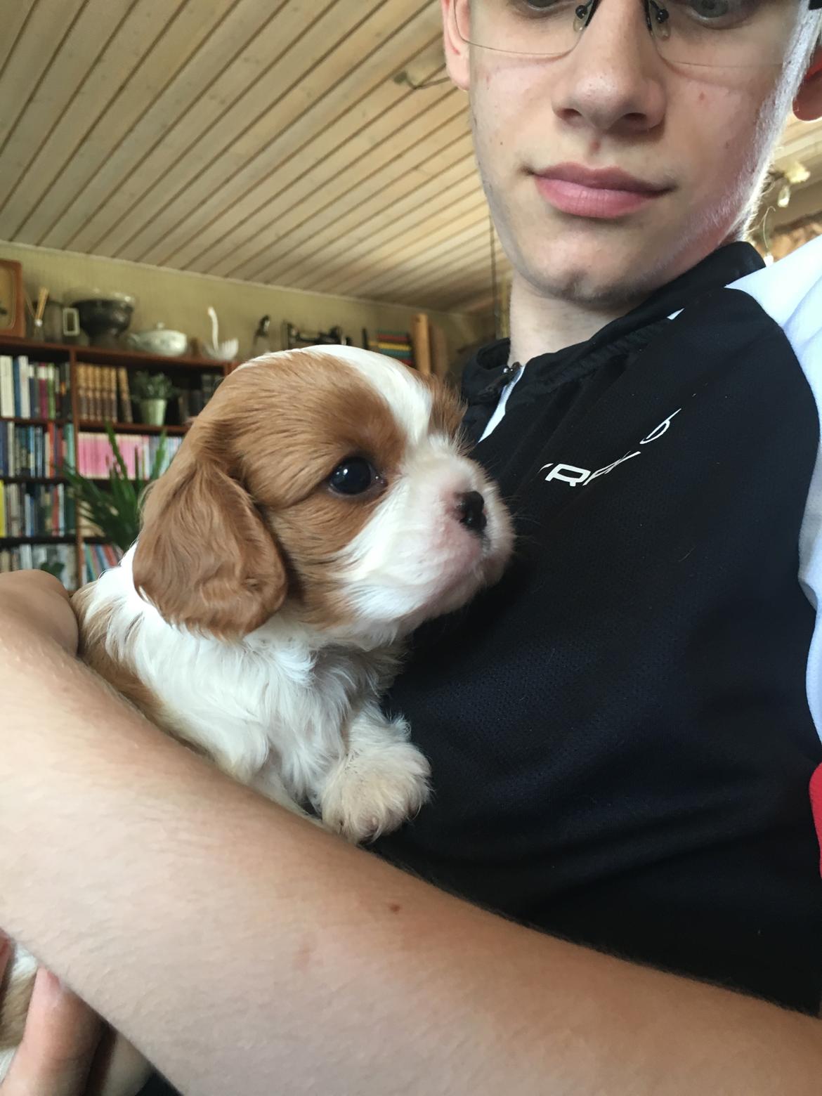 Cavalier king charles spaniel Clara billede 8