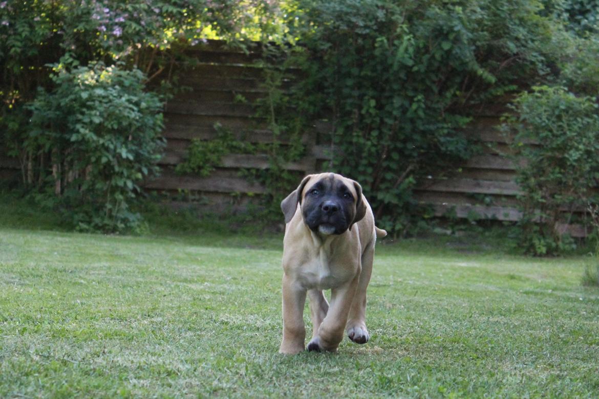 Perro de Presa Canario Crystal Fuerza Bull (Mina) - Crystal Fuerza Bull billede 32