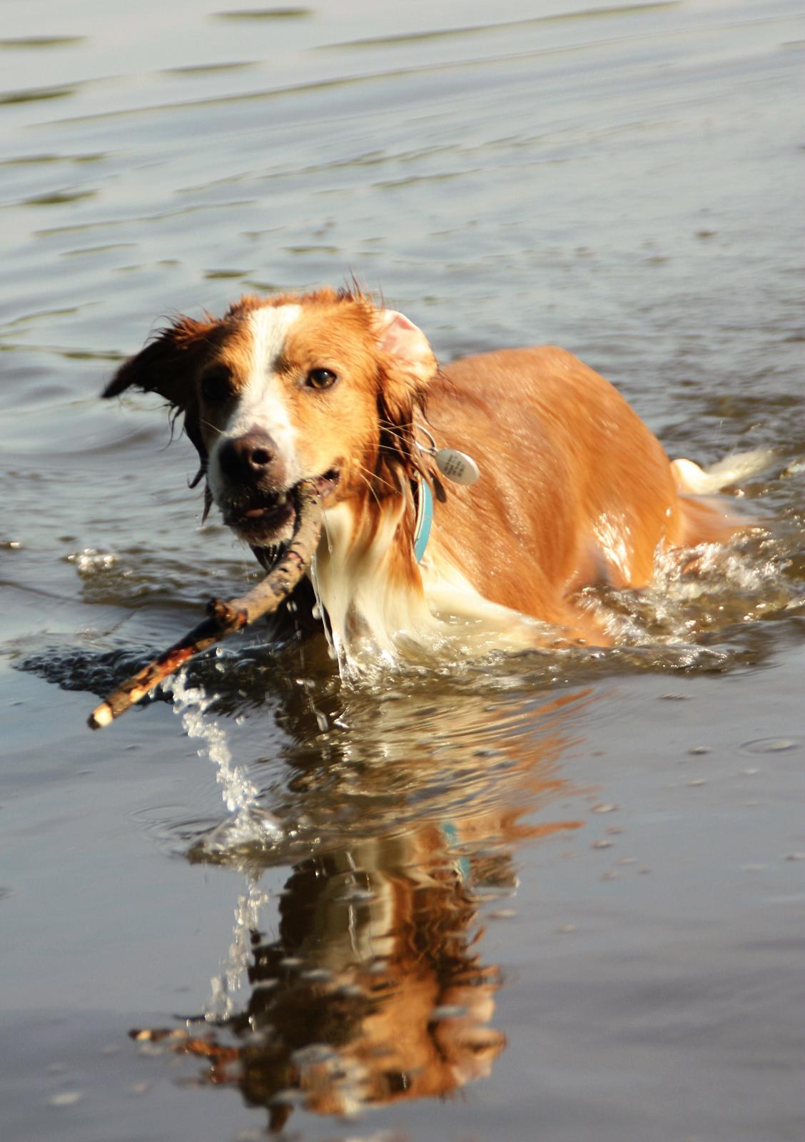 Blanding af racer Nyx billede 1