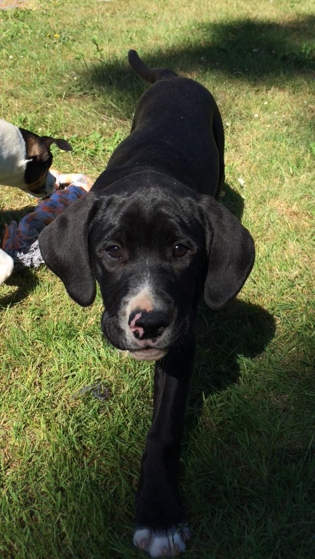 Blanding af racer Enja billede 13