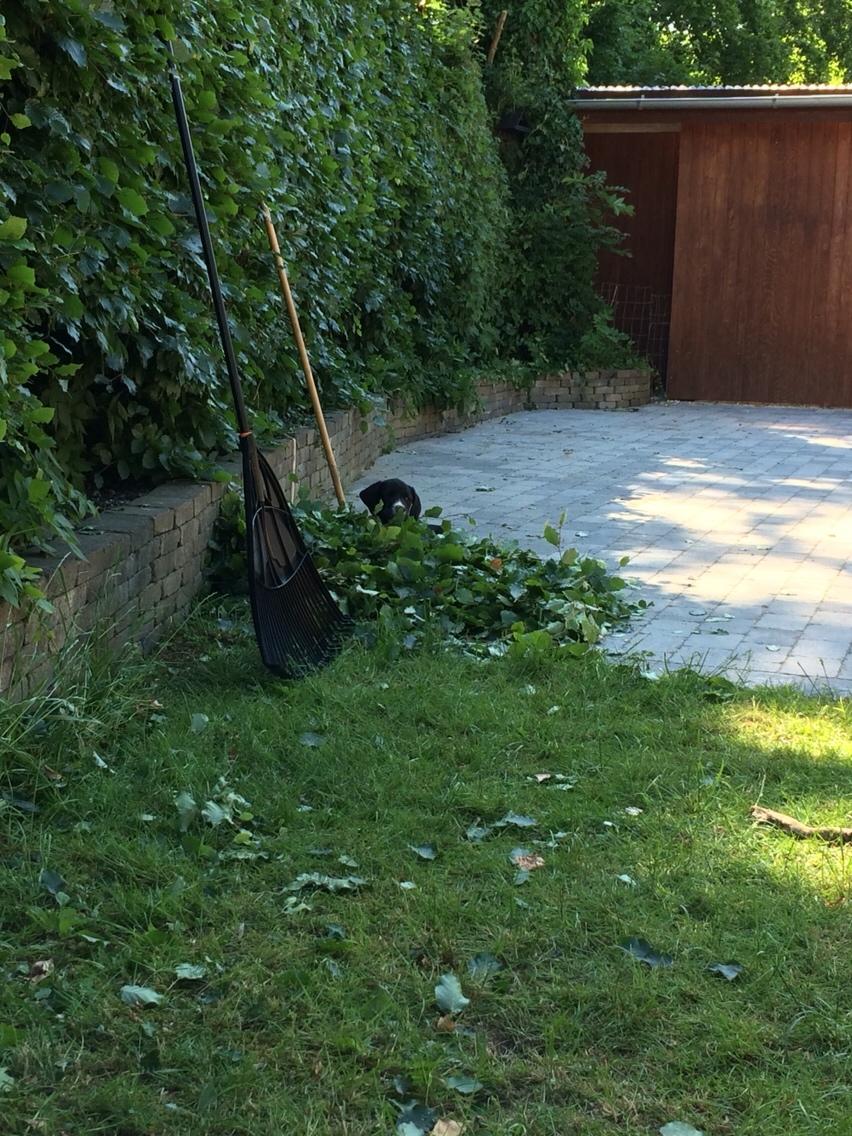 Blanding af racer Enja billede 15