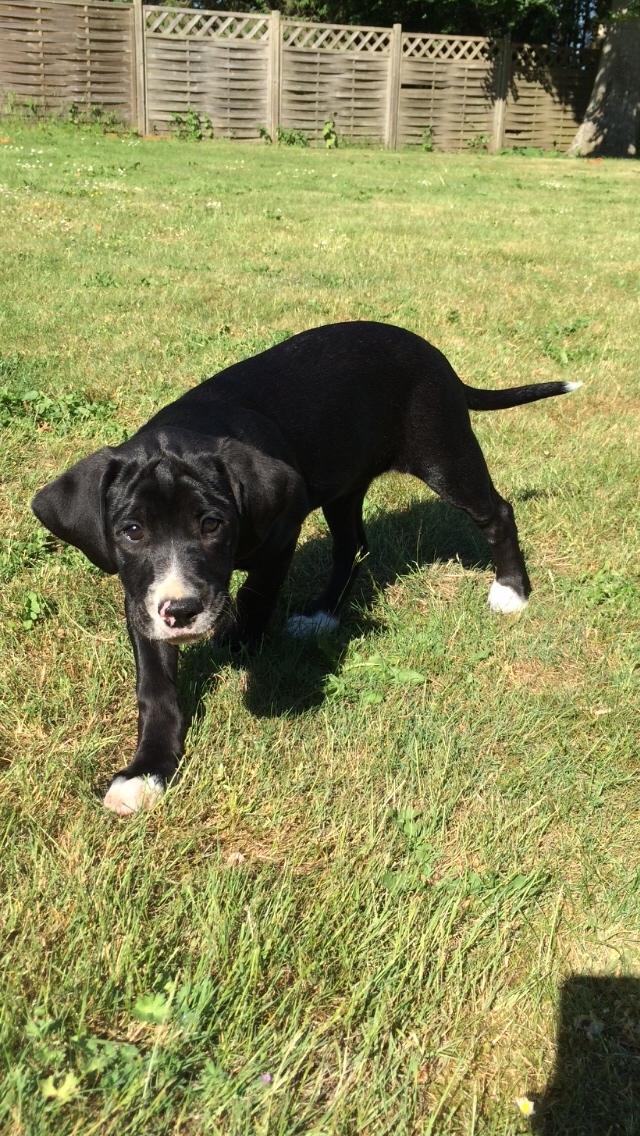 Blanding af racer Enja billede 16