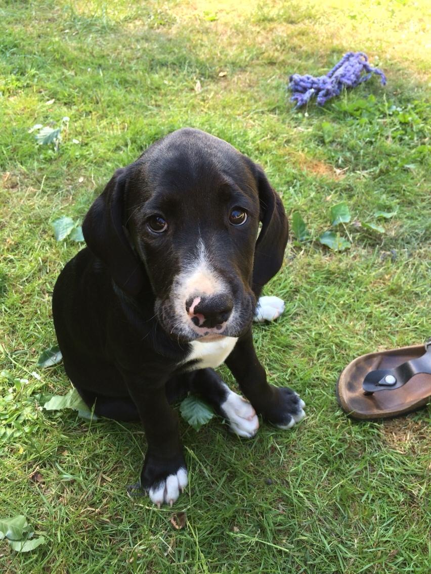 Blanding af racer Enja billede 14