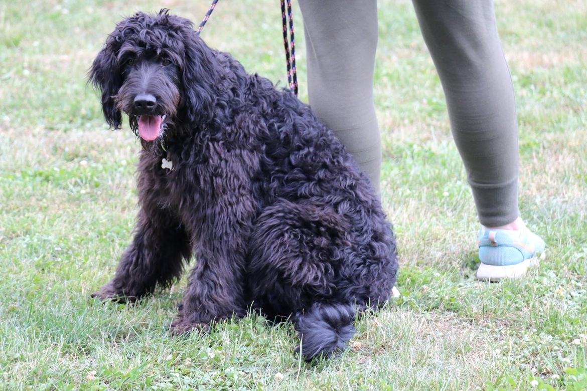 Blanding af racer (Doodle F2) Louis - 7,5 mdr og smuk og dejlig <3 billede 2