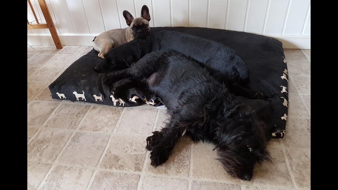 Blanding af racer  ægte gravlab Maja :0) billede 18