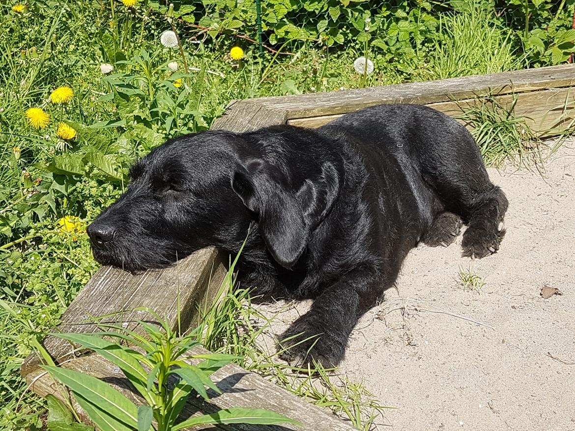 Blanding af racer  ægte gravlab Maja :0) billede 19