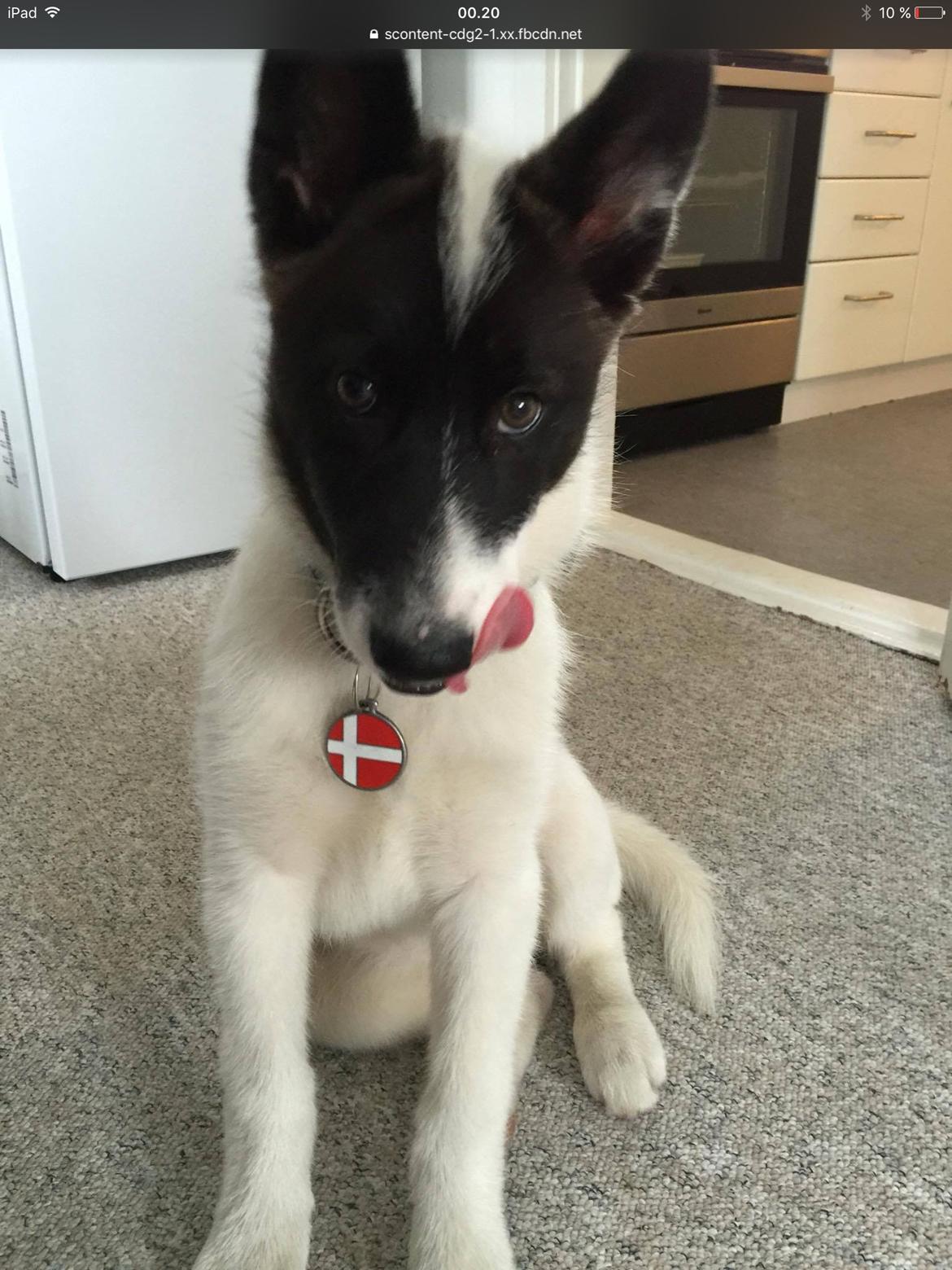 Grønlandshund Nanu ( isbjørn ) billede 1