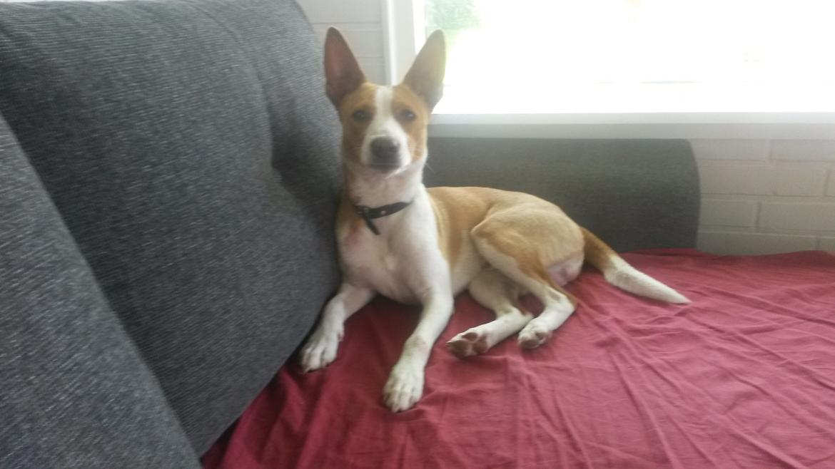 Rat Terrier Solgaards Buddy billede 26