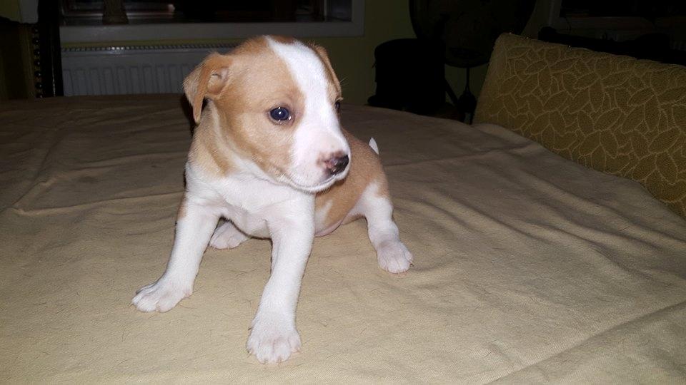 Rat Terrier Solgaards Buddy billede 35