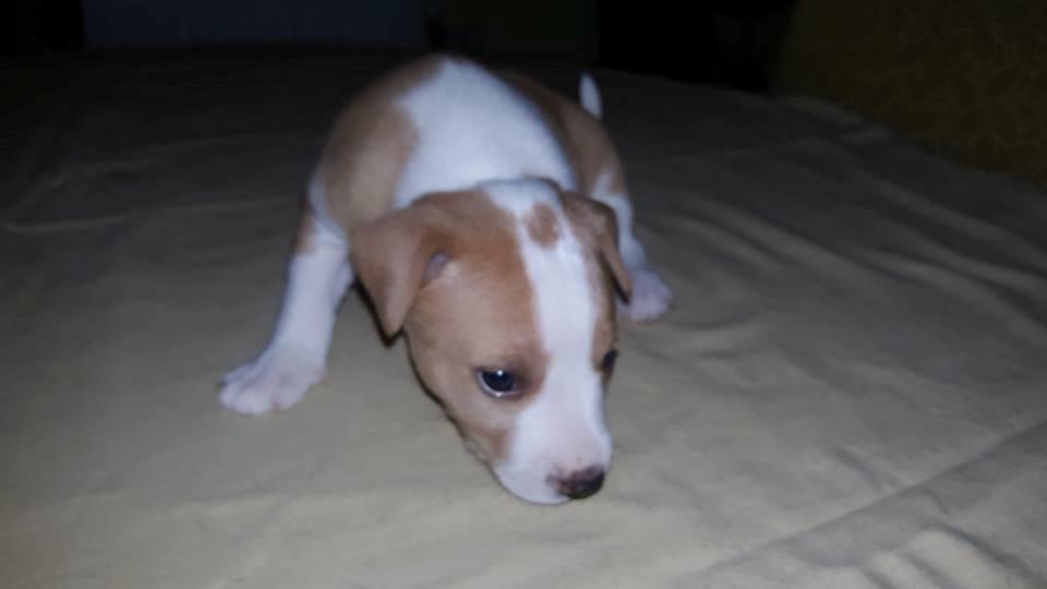 Rat Terrier Solgaards Buddy billede 34