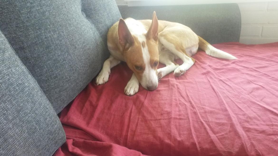 Rat Terrier Solgaards Buddy billede 28