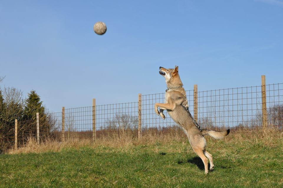 Tjekkoslovakisk ulvehund Bertrand's Gotto billede 15