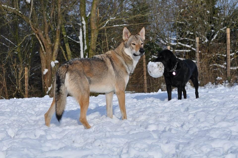 Tjekkoslovakisk ulvehund Bertrand's Gotto billede 14