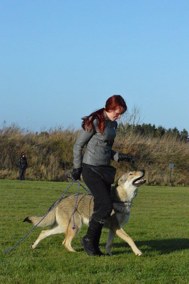 Tjekkoslovakisk ulvehund Bertrand's Gotto billede 17