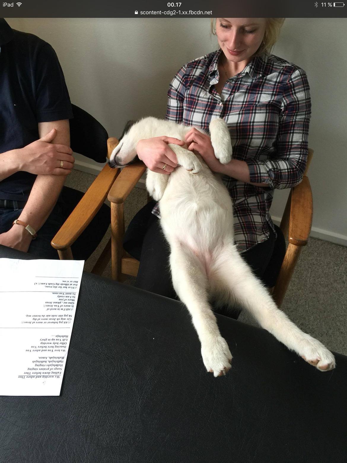 Grønlandshund Nanu ( isbjørn ) billede 2