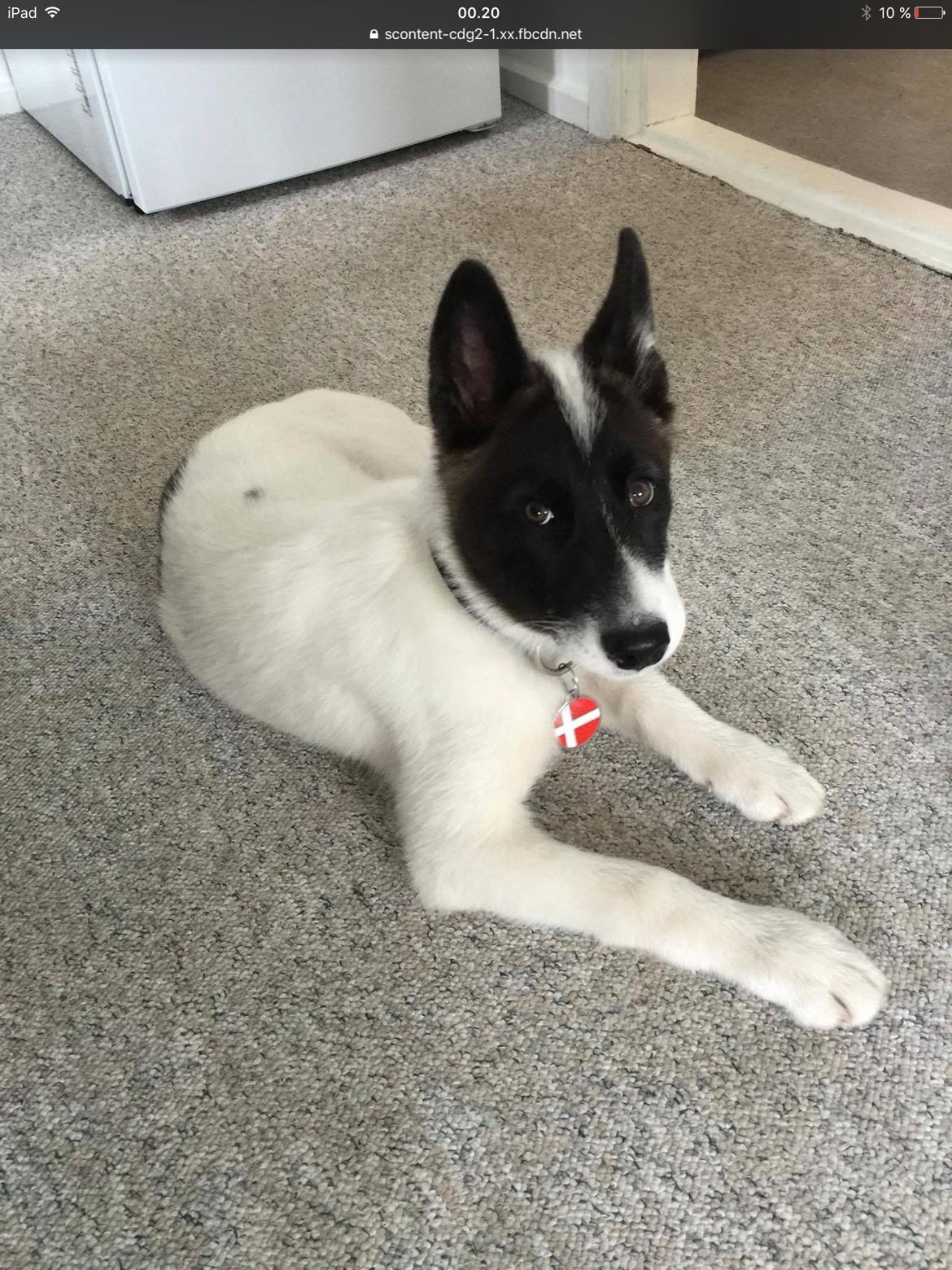 Grønlandshund Nanu ( isbjørn ) billede 3