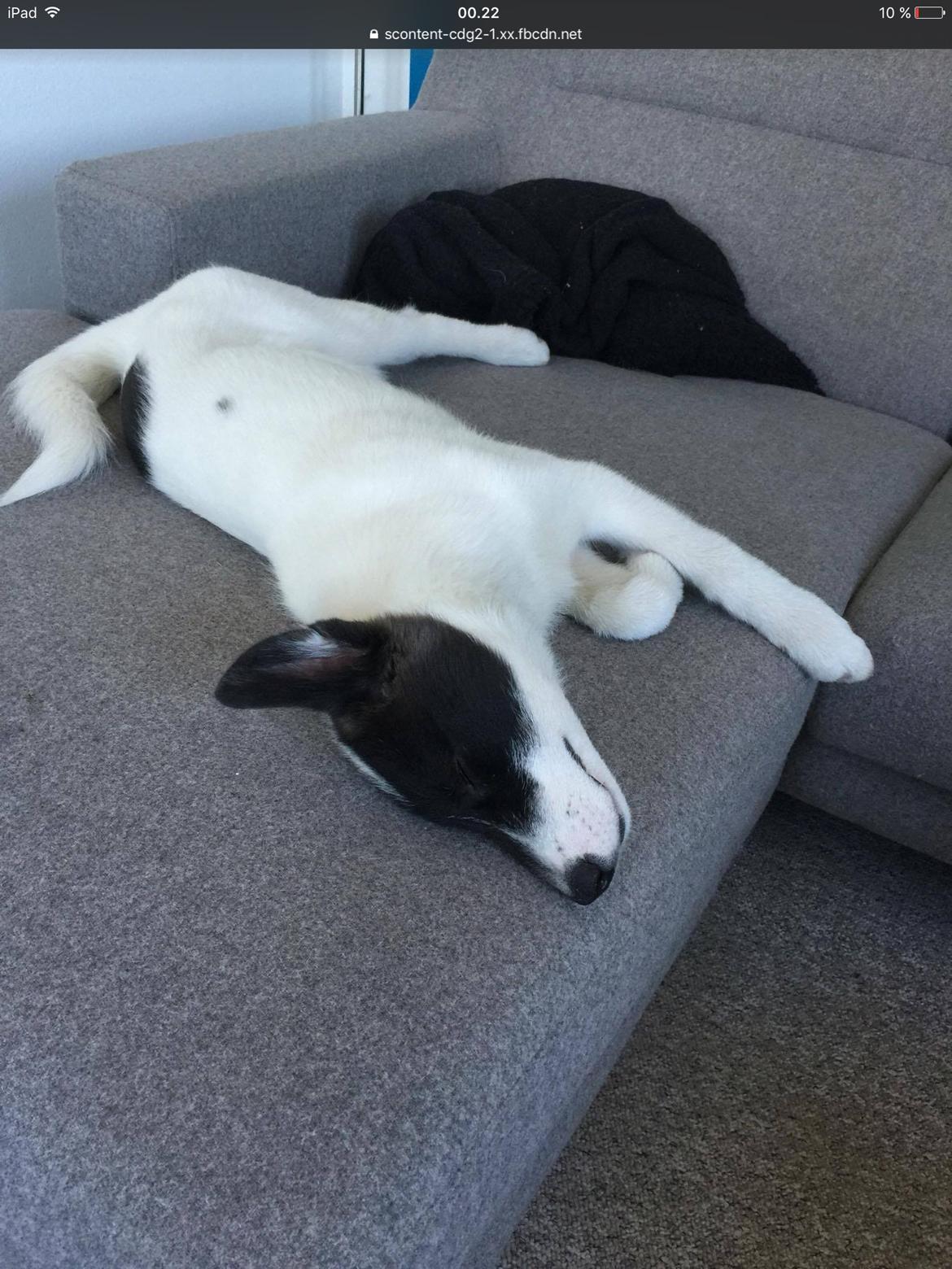 Grønlandshund Nanu ( isbjørn ) billede 4