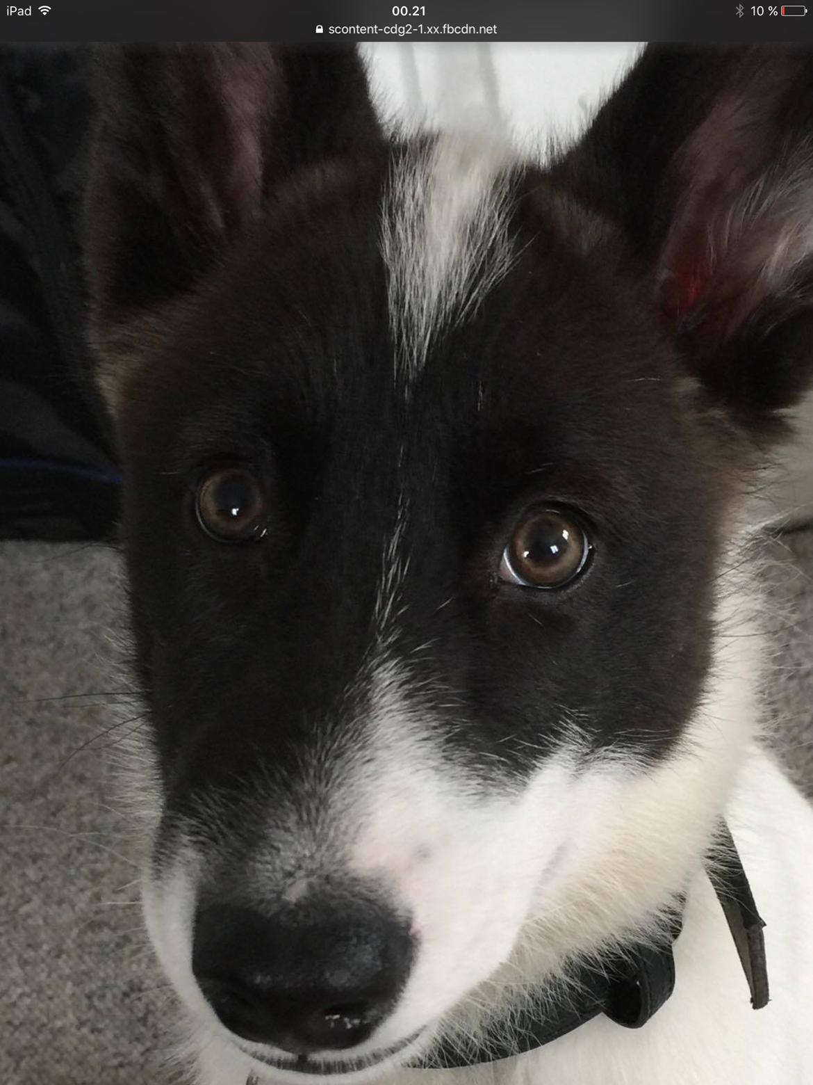 Grønlandshund Nanu ( isbjørn ) billede 5