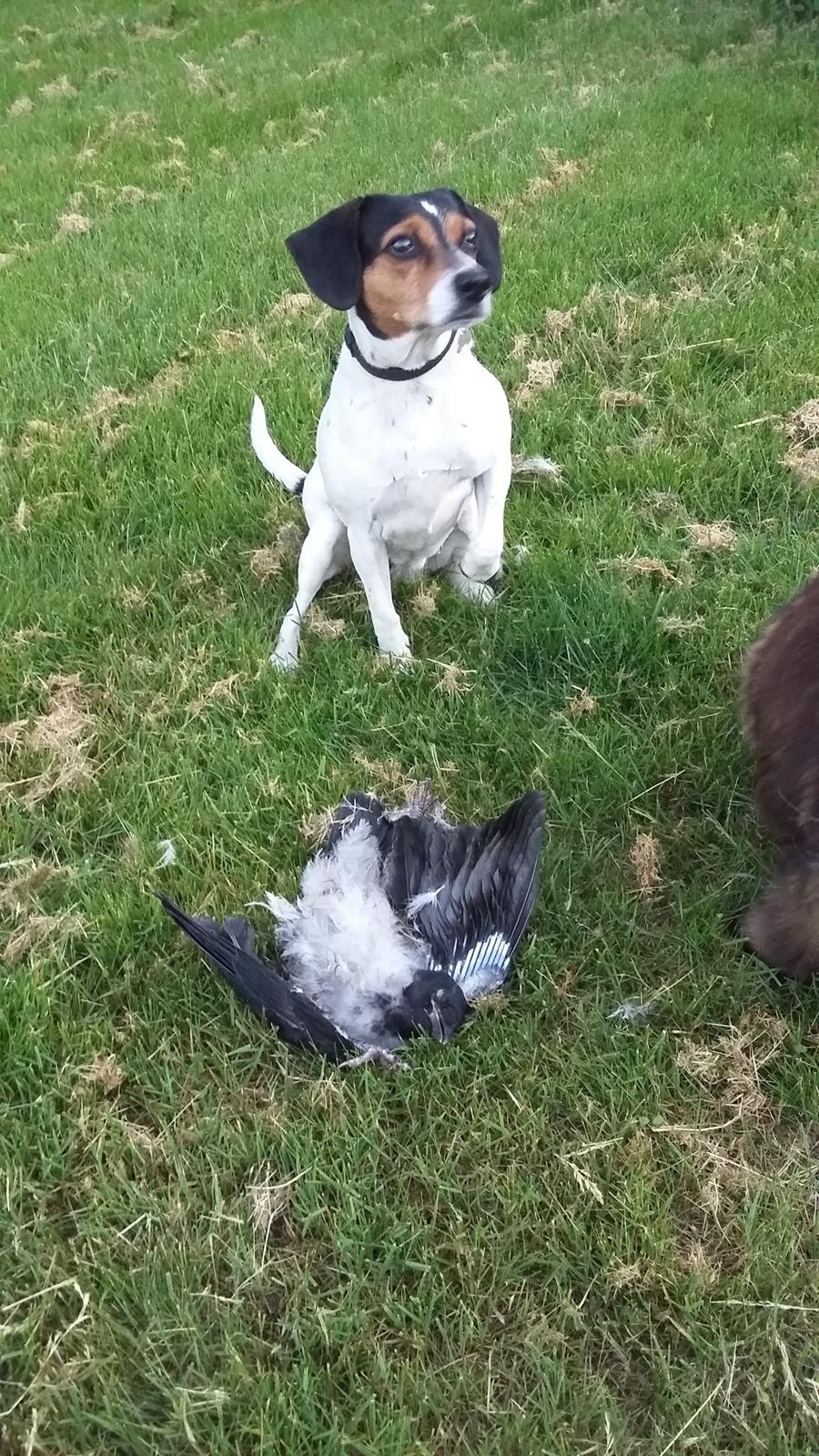 Dansk svensk gaardhund Mille - Dræber-hunden har været på spil og nedlagt en krage, som hun ikke mente skulle være i haven billede 21