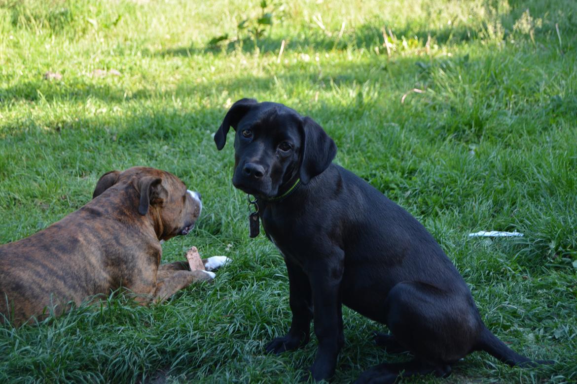 Cane corso Lilith  billede 2