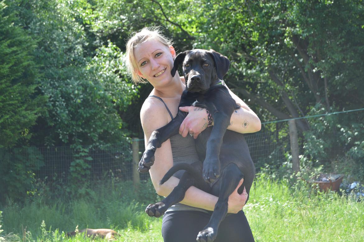 Cane corso Lilith  billede 3