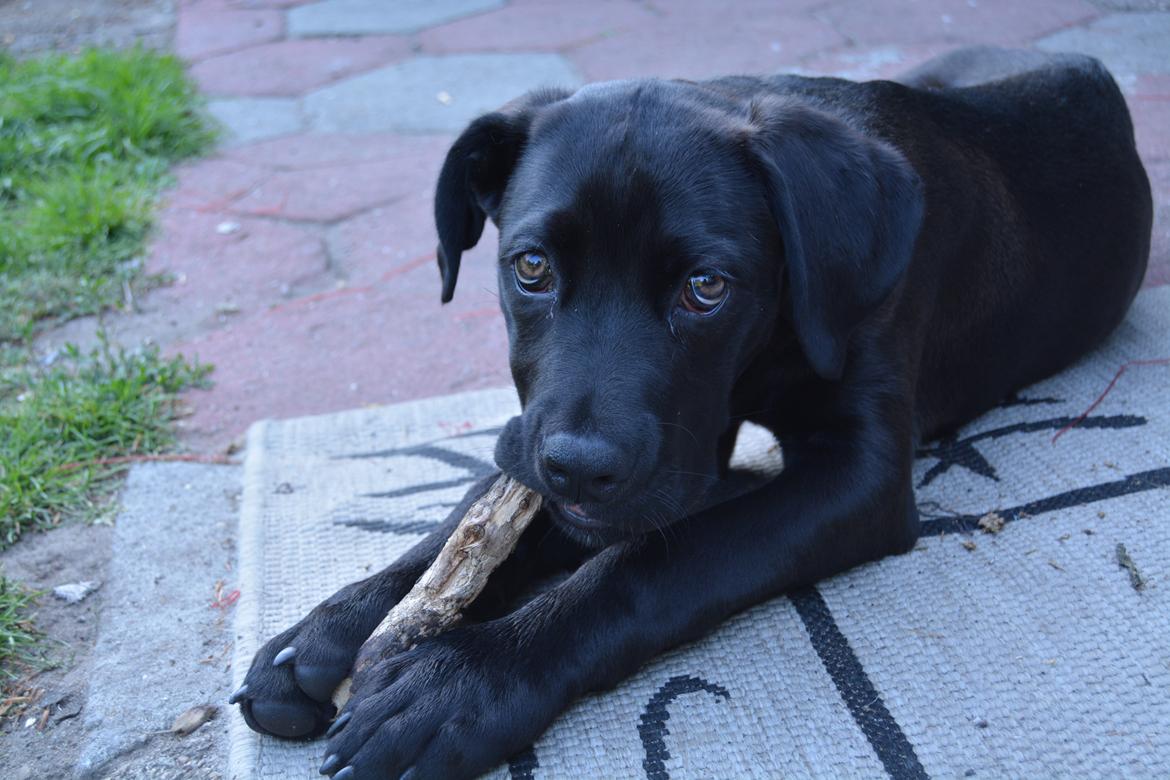Cane corso Lilith  billede 1