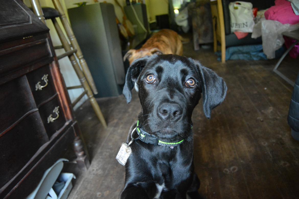 Cane corso Lilith  billede 5