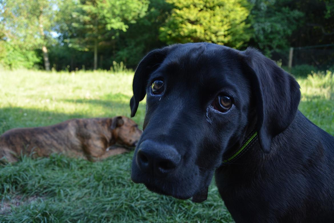 Cane corso Lilith  billede 6