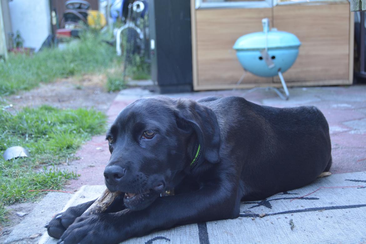 Cane corso Lilith  billede 7