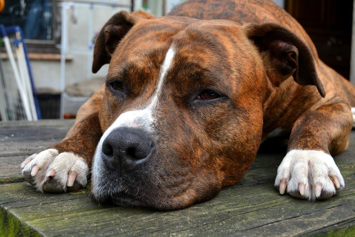 Cane corso Lilith  billede 8