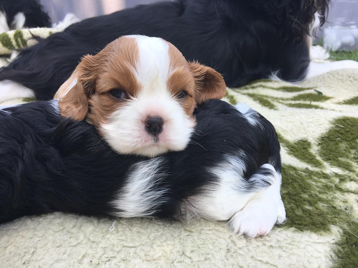 Cavalier king charles spaniel Clara billede 10