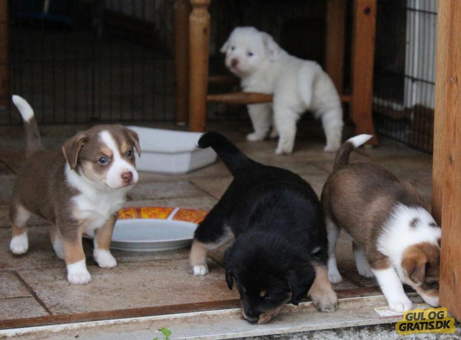 Blanding af racer Esther *Himmelhund* - Esther med sine søskende billede 2
