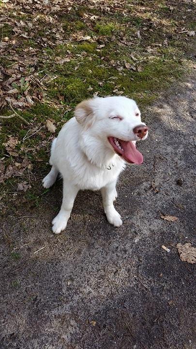 Blanding af racer Esther *Himmelhund* billede 11