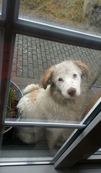 Blanding af racer Esther *Himmelhund* - Må jeg ikke godt komme ind? billede 12