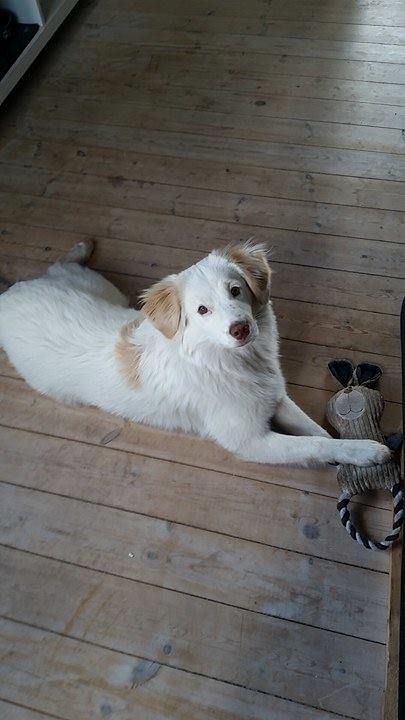 Blanding af racer Esther *Himmelhund* billede 13