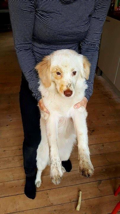 Blanding af racer Esther *Himmelhund* - Esther der havde fundet skraldespanden.. billede 14