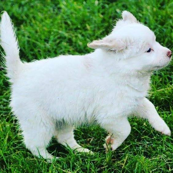 Blanding af racer Esther *Himmelhund* - Esther 5-6 uger billede 3