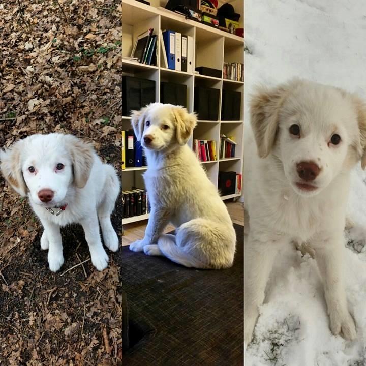 Blanding af racer Esther *Himmelhund* billede 5