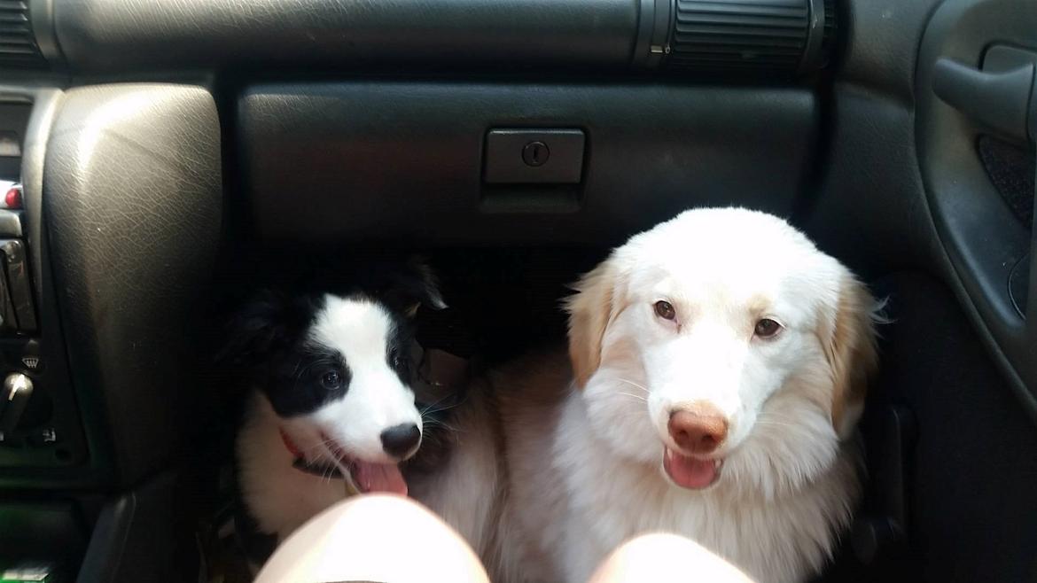 Blanding af racer Esther *Himmelhund* - Esther og hendes nye bedsteven billede 15