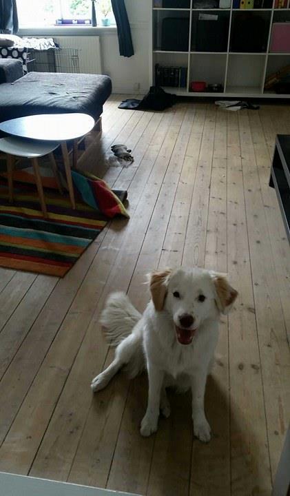 Blanding af racer Esther *Himmelhund* - "Hele stuen væltede mor! Godt du kom hjem og reddede mig!" billede 16