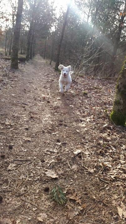 Blanding af racer Esther *Himmelhund* - I fuld firspring i hundeskoven billede 17