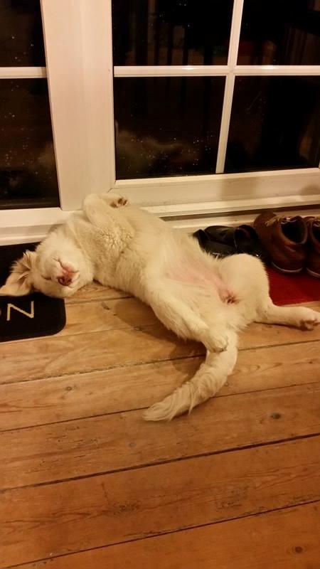 Blanding af racer Esther *Himmelhund* - Foretrukken sovestilling billede 10