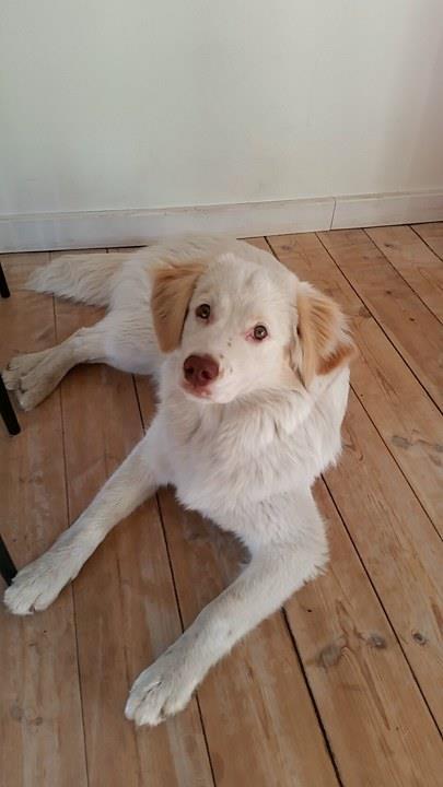 Blanding af racer Esther *Himmelhund* billede 19