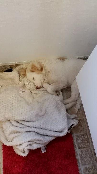 Blanding af racer Esther *Himmelhund* billede 20