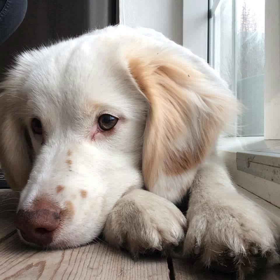 Blanding af racer Esther *Himmelhund* billede 21