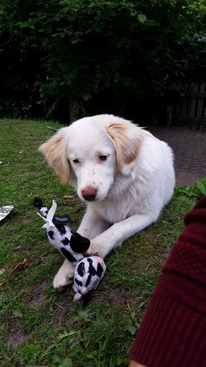 Blanding af racer Esther *Himmelhund* - Esther 7 mdr. billede 22