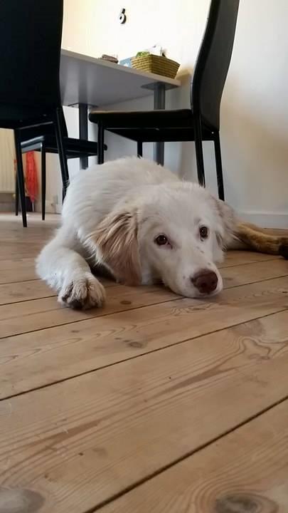 Blanding af racer Esther *Himmelhund* billede 24