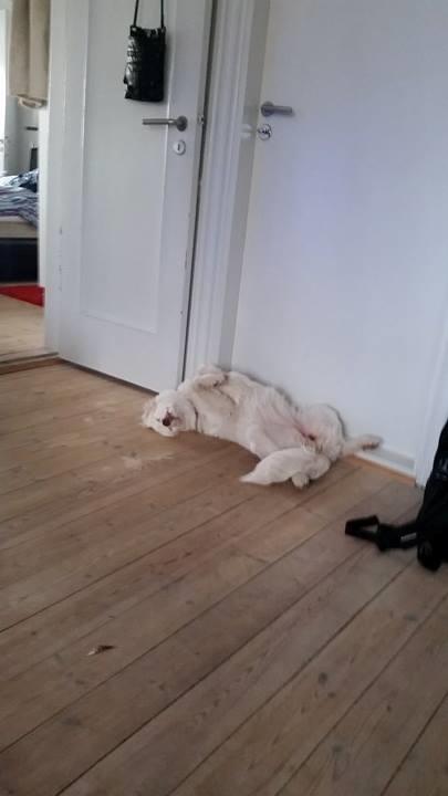 Blanding af racer Esther *Himmelhund* billede 25